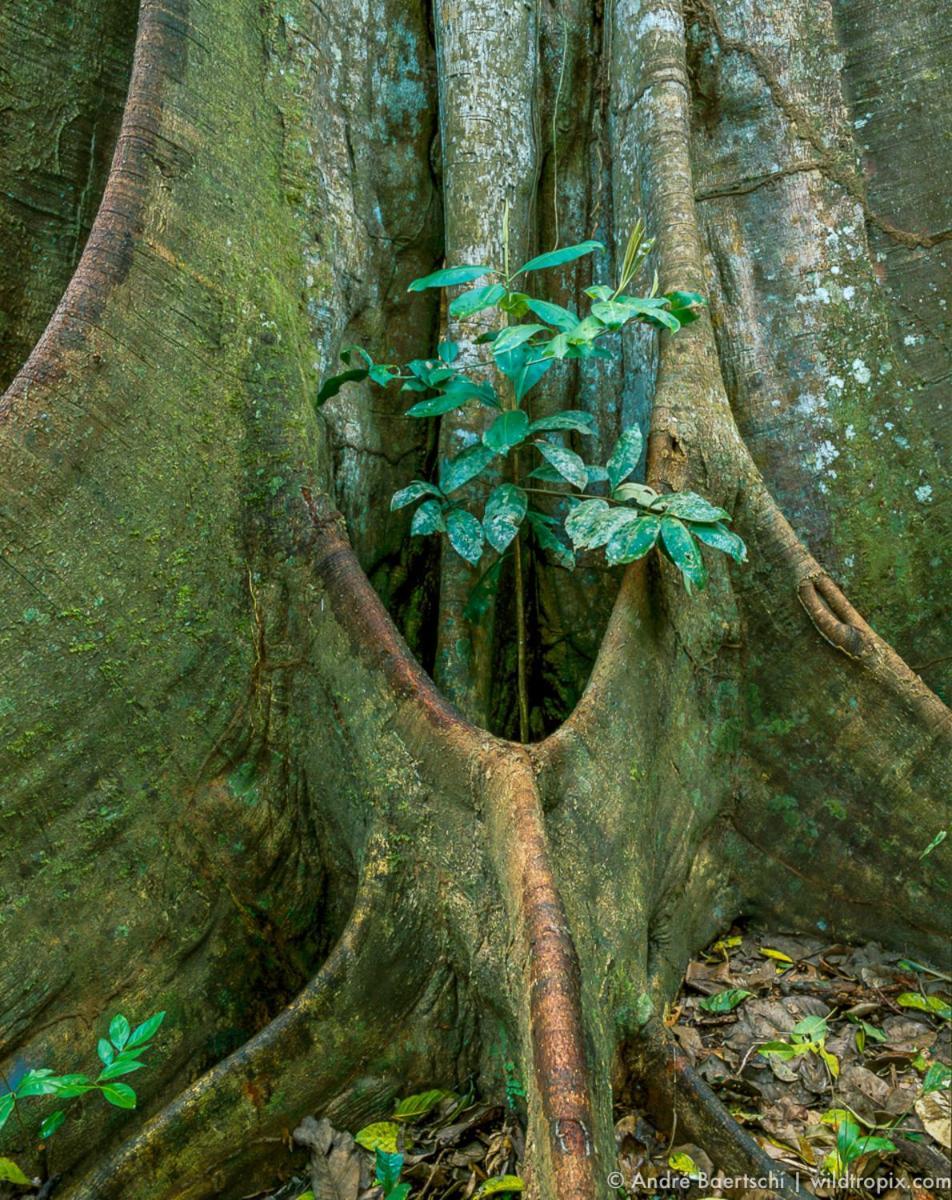 Casa Amazonas Lodge Puerto Maldonado